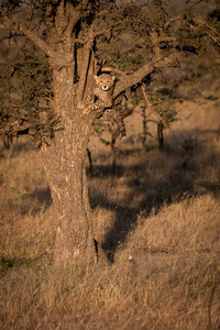 猎豹幼崽面对摄像机从刺树