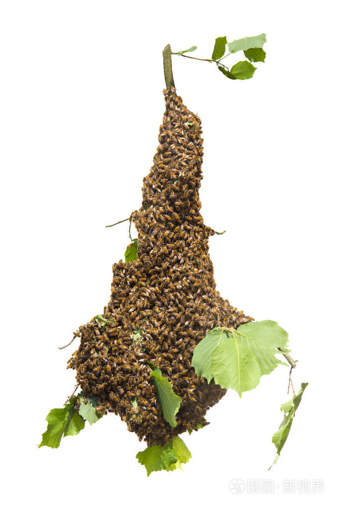 在树枝上大量蜂群蜜蜂