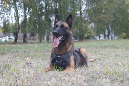 一只训练有素的德国牧羊犬坐在田野上。特写