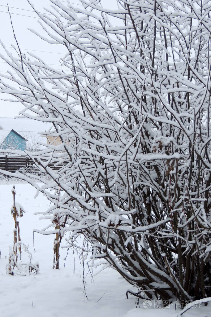冬天的自然景观是下雪后的白色树木