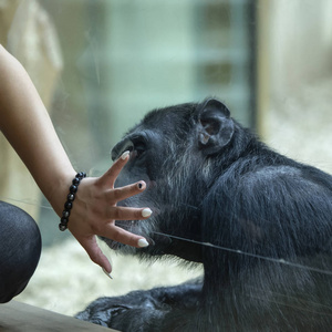 一个人用手指张开的手盖住了一只坐在玻璃后面的大猴子的脸，象征着对动物的保护