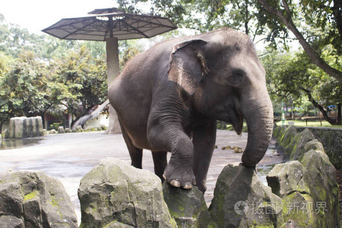 快乐可爱的印尼大象复合笼子