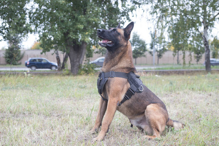 一只训练有素的德国牧羊犬坐在田野上.侧面角.特写照片