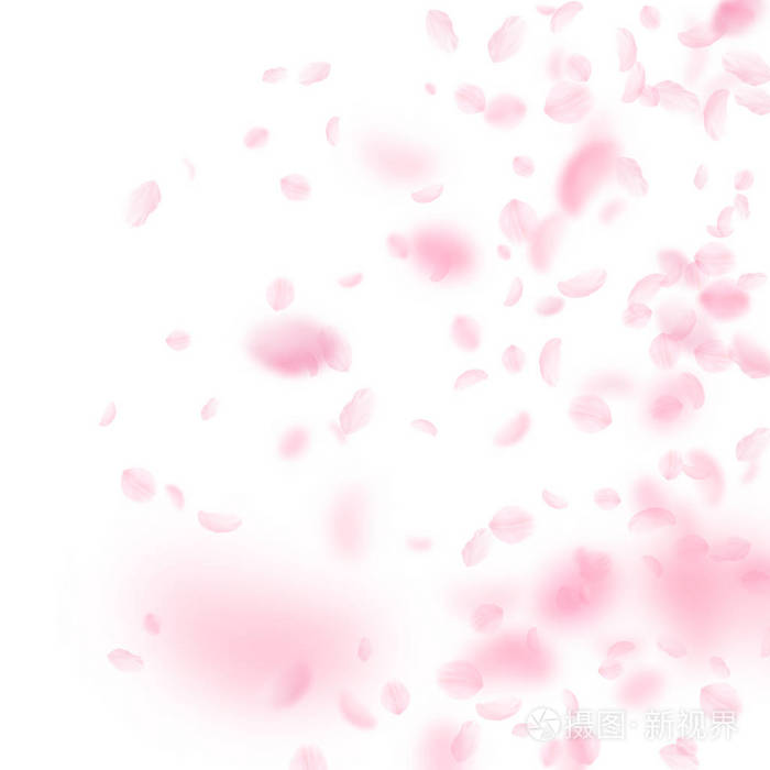 樱花花瓣飘落下来. 浪漫的粉红色花渐变. 白色方形背景上飞舞的花瓣. 