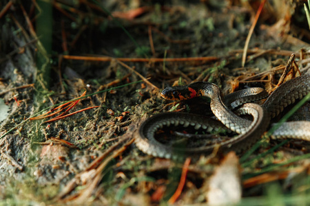 草蛇Natrix Natrix有时被称为水蛇藏在草地上。 不是毒蛇动物。