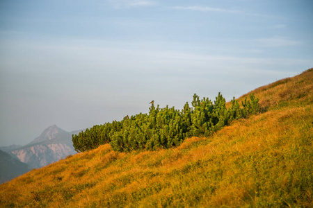 斯洛伐克欧洲塔特拉山上山植被的美丽特写。 纹身国家公园的夏季植物。 自然风景。