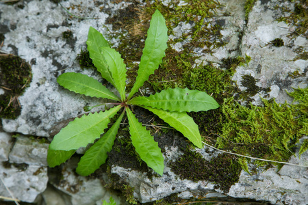 斯洛伐克欧洲塔特拉山上山植被的美丽特写。 纹身国家公园的夏季植物。 自然风景。