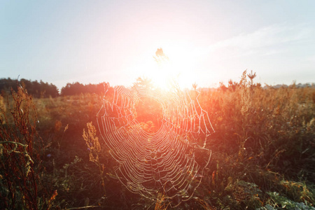 s web in summer field in sun rays at dawn. Summer field at dawn.