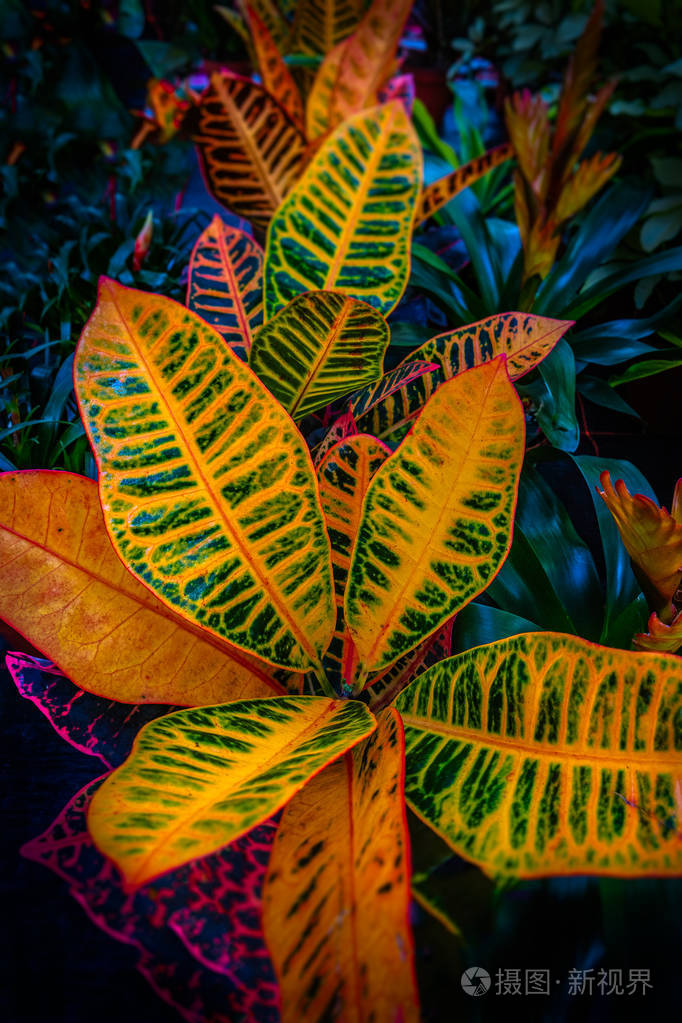 秋天美丽的彩虹五颜六色的叶子和花在花园的特写细节中
