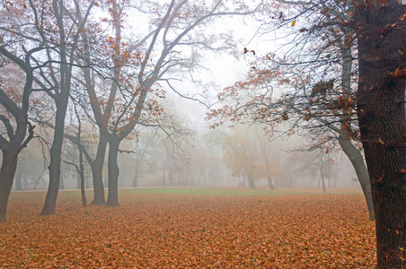 秋天的树和晨雾
