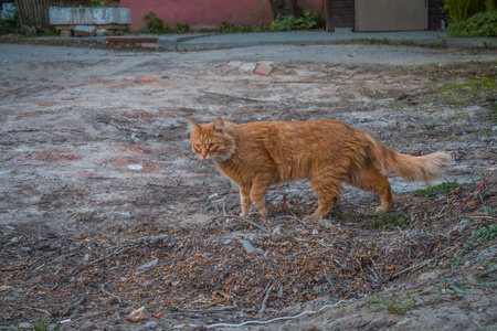 院子里的街红猫。 夏日