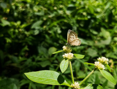 可爱的白色小蝴蝶，在野花上有棕色的条纹。 普通的或条纹的皮埃罗。 卡斯塔柳斯罗西蒙或塔拉克斯纳拉。 绿色自然背景。
