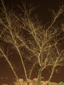 红外美术摄影树叶森林