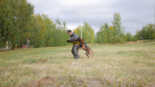 一只训练有素的德国牧羊犬用防护服咬人