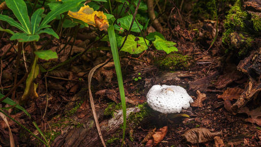 森林里的白色阿玛尼塔蘑菇