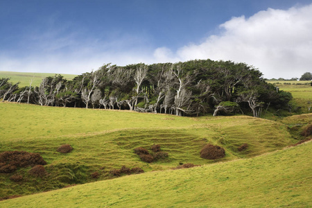 新西兰 Catlins 斜坡点