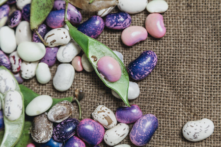 不同颜色的豆荚和种子躺在牛膝上。从阿博夫那里看