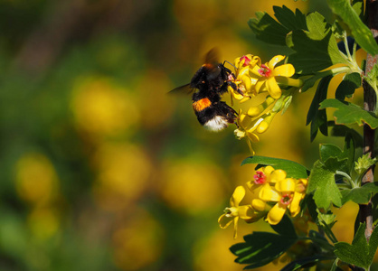 大黄蜂在花园里喝黄花蜜