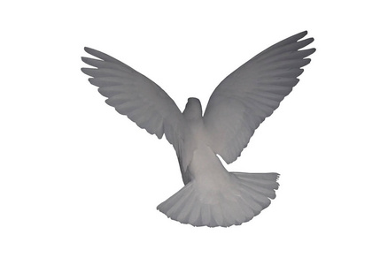 飞行中的白鸽被隔离在白色的背面鸽子在空气中一群鸽子在蓝天中飞翔