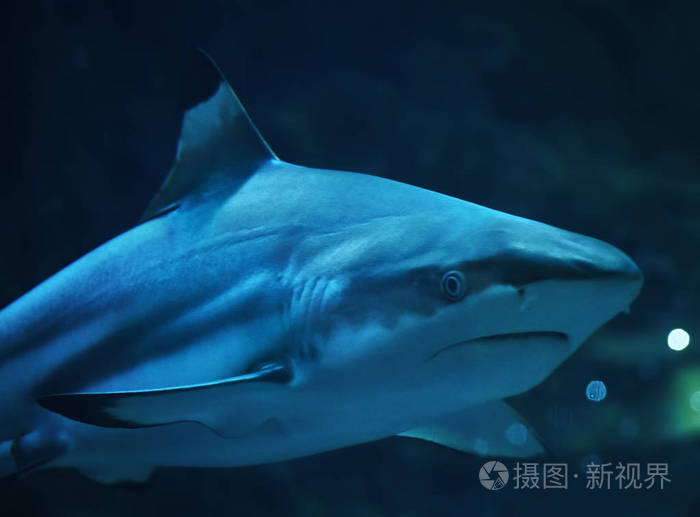 鲨鱼在蓝色的水画像