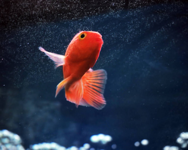 金色鱼图片图片大全