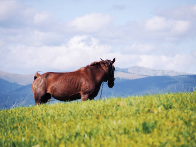 卡帕坦山脉的马