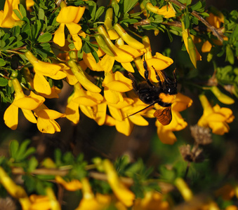 大黄蜂从花园里的黄花里采蜜