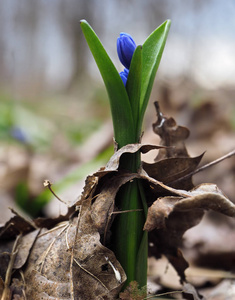 雪花第一春蓝亮花在林长处