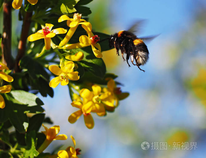 大黄蜂飞到花园里的黄色花朵上，喝着花蜜