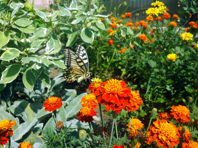 燕尾蝶和花园里的花