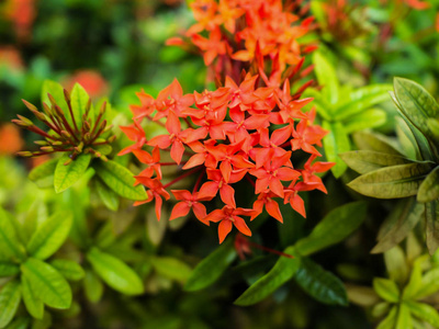 近红色的西印度茉莉花，美丽的自然