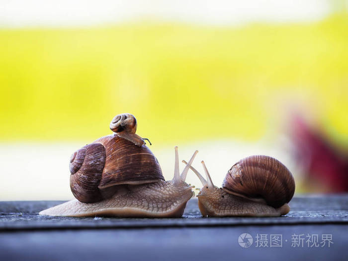 蜗牛在蓝色的木头上奔跑在绿色的背景下棕色