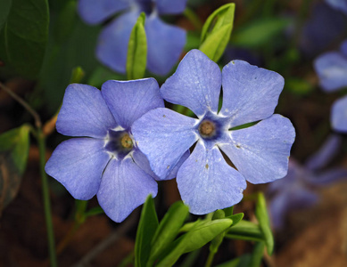 闪烁的蓝色花朵宏观