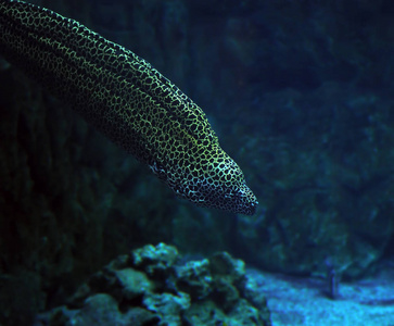莫雷纳发现海蛇在深蓝色的海洋靠近珊瑚