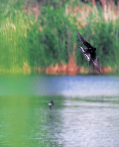 在湖上飞行的燕子