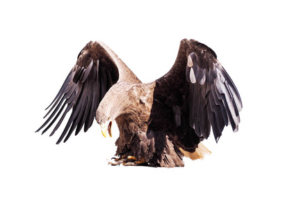 张开翅膀的鹰图片