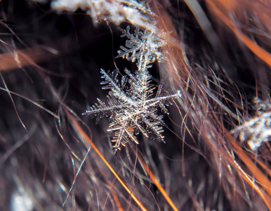 雪花在五颜六色的背景上美丽图片