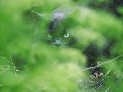 躲在绿色背景下的猫可爱