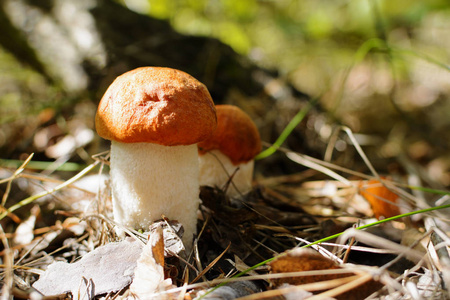 可爱的便士面包蘑菇生长在草地上