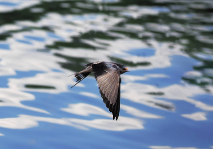 在湖上飞行的燕子