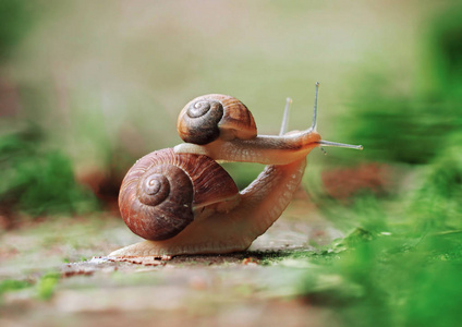 蜗牛在地上爬行,小蜗牛坐在大吻前拥抱照片