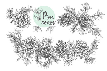 松果植物图片-松果植物素材-松果植物插画-摄图新视界