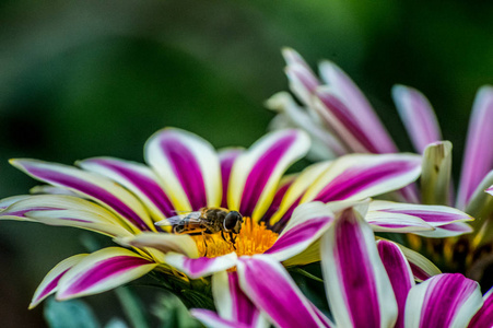 一只蜜蜂在格伯拉花上