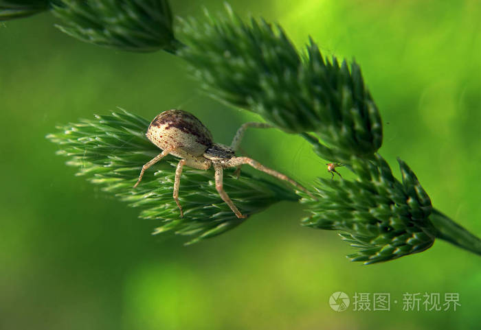 在绿色植物上捕猎棕色蜘蛛