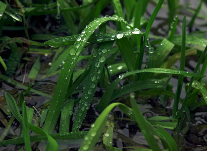 绿草和水滴