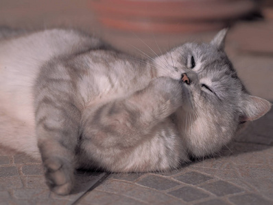 懒懒可爱的猫躺在阳光下玩耍照片