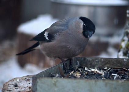 灰色小可爱的鸟，像麻雀，坐在喂食器旁，看着摄像机