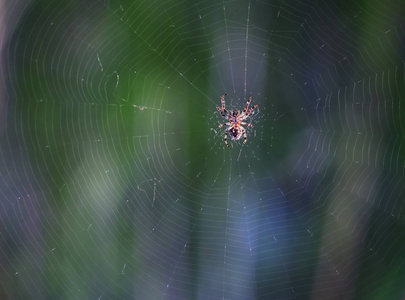 蜘蛛坐在网的中央，在空中画得五彩缤纷