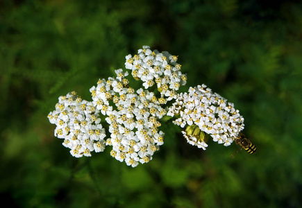 蜜蜂飞向白花