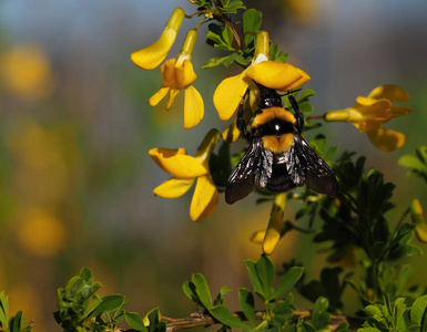 大黄蜂从黄花中采集花蜜